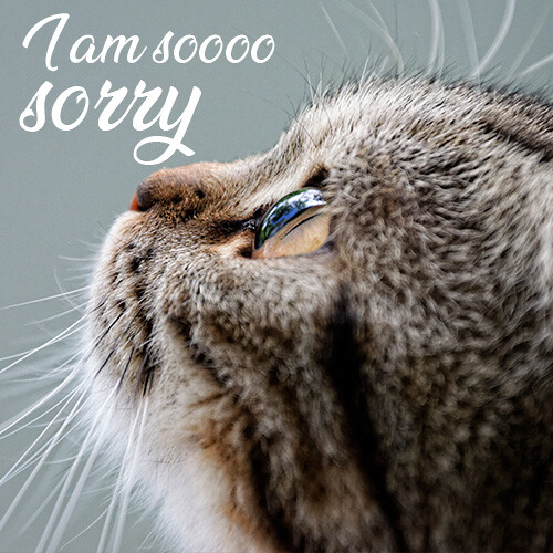 i-am-so-sorry-image-with-cute-cat