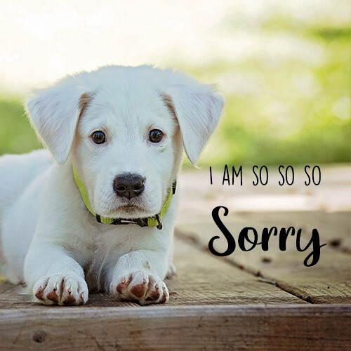 so-sorry-message-with-cute-white-sad-dog