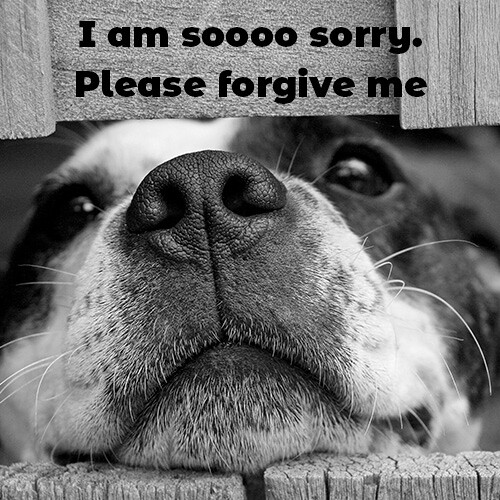 so-sorry-message-with-sad-dog