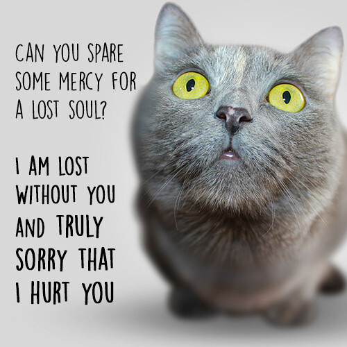 sorry-i-hurt-you-message-with-funny-cat
