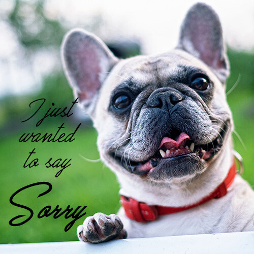 sorry-message-with-french-bulldog
