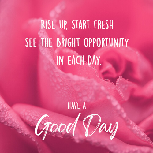 goodday message with pink rose