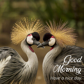 good-morning-message-birds-making-heart