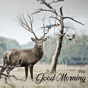 Good-morning-wish-with-beautiful-deer-image