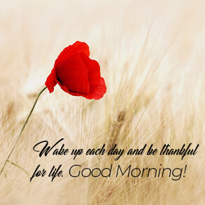 good-morning-wish-with-red-flower-in-field
