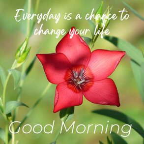 good-morning-wish-with-red-flower