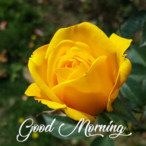 good-morning-wishes-with-yellow-rose-flower