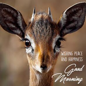 Good morning Image with Antelope