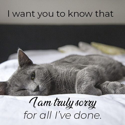 i-am-truly-sorry-message-with-black-sad-cat