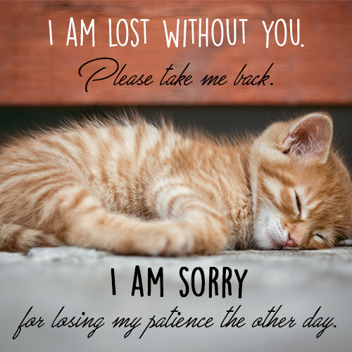 lost-without-you-sorry-message-with-sleeping-cat